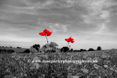 Spot Coloured Common Poppy flowers