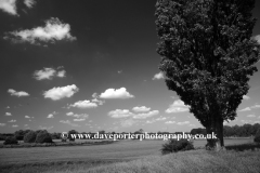 Buttercup fields, river Nene valley, near Castor village