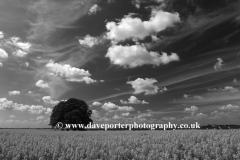 Horse Chestnut tree near Ely City, Fenland