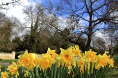 Spring Daffodil flowers, village green, Castor village