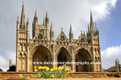 Spring Daffodils West Front of Peterborough Cathedral
