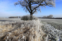 Winter scene, Fenland fields near Ramsey town