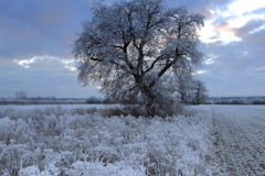 Winter scene, Fenland fields near Ramsey town