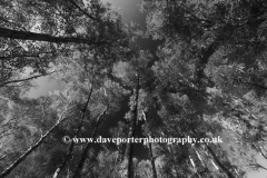 View to the canopy of Silver Birch trees