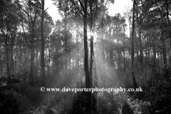 Silver Birch trees, Holme Fen Nature Reserve, Yaxley
