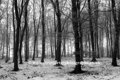 Woods, Ferry Meadows Country park, Peterborough