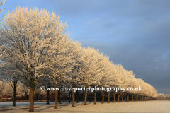 Winter dawn, frosted Maple trees, Peterborough
