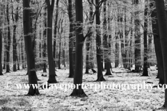 Snow in woods, Ferry Meadows Park, Peterborough