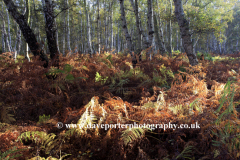 Ferns and Bracken, Hinchingbrooke Park, Huntingdon