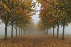 Autumn colours over Maple trees Peterborough