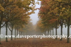 Autumn colours over Maple trees Peterborough