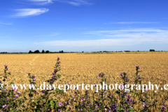 Wheat fields near Ely town, Fenland
