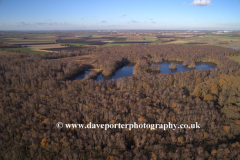 Drones eye view over Silver Birch trees at Holme Fen