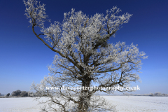 Winter Frost, Oak Tree near Wisbech town