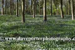 Bluebell woods, Ferry Meadows Park, Peterborough
