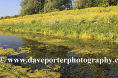 Summer, weedy Fenland Drain, Peakirk village