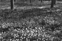 Bluebell woods, Ferry Meadows Park, Peterborough