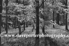 Bluebell woods, Ferry Meadows Park, Peterborough