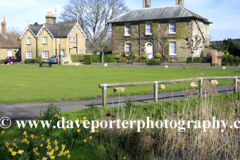 Spring Daffodils around the duck pond, Ramsey