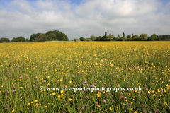 Flower meadow, river Nene Valley, Castor village