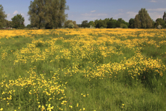 Flower meadow, river Nene Valley, Castor village