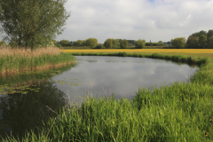 Summer, river Nene Valley near Castor village