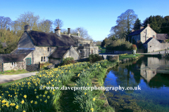 Daffodils by the village green and pond, Tissington