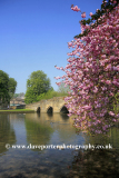 Cherry Tree Blossom, road bridge, river Wye, Bakewell