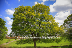 A Spring Oak Tree near Bakewell