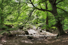 Ancient woodland, river Derwent valley, Padley Gorge