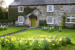 Spring Daffodils, cottage in Ashford in Water village