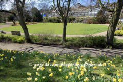 Daffodils in the Pavilion Gardens, Buxton