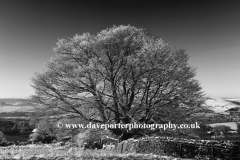 Winter, English Oak Tree on Big Moor