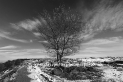Winter, Silver Birch Tree on Big Moor