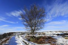 Winter snow, Silver Birch Tree on Big Moor