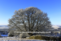 Winter snow, English Oak Tree  on Big Moor