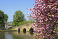 Cherry Tree Blossom, road bridge, river Wye, Bakewell