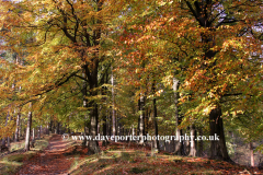 Autmun Beech Trees Upper Derwent Valley