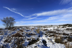 Winter snow, Silver Birch Tree on Big Moor