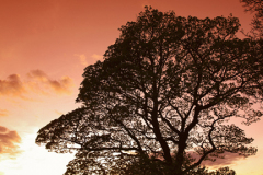 Setting sun over a tree on Curbar edge