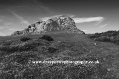 Gorse and Heather, Haytor Rocks, Dartmoor