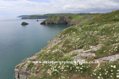 Flowers and cliffs, Berry Head, Nature Reserve, Torbay