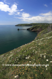 Summer, wildflowers and cliffs at Durl Head, Torbay