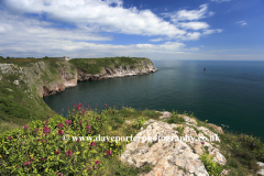 Flowers and cliffs, Berry Head, Nature Reserve, Torbay