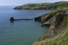 Summer, wildflowers and cliffs at Durl Head, Torbay