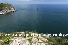 Flowers and cliffs, Berry Head, Nature Reserve, Torbay