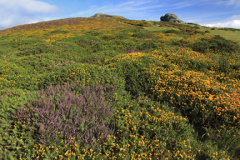 Gorse and Heather, Haytor Rocks, Dartmoor