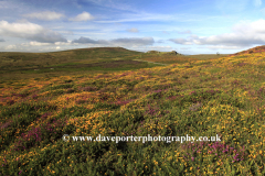 Gorse and Heather, Ripon Tor Rocks, Dartmoor