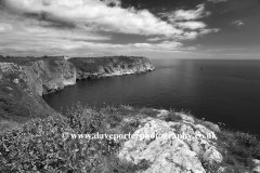 Flowers and cliffs, Berry Head, Nature Reserve, Torbay