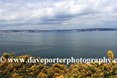 Flowers and cliffs, Berry Head, Nature Reserve, Torbay